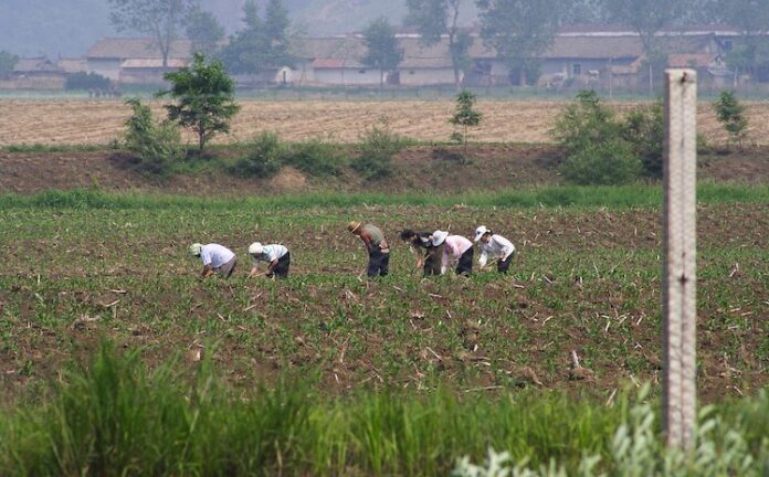 North_Korean_farmers Photo: North Korean farmers in a field. Wikimedia Commons.